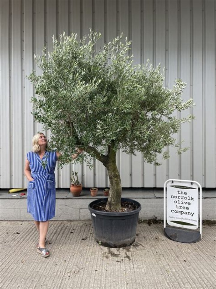 Can you still buy olive trees in the UK?